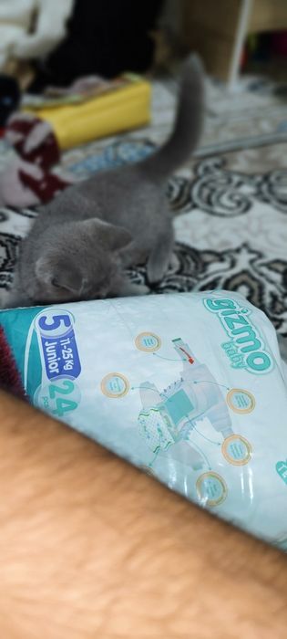 Zotor mushuk Andijon viloyati clara setkonda