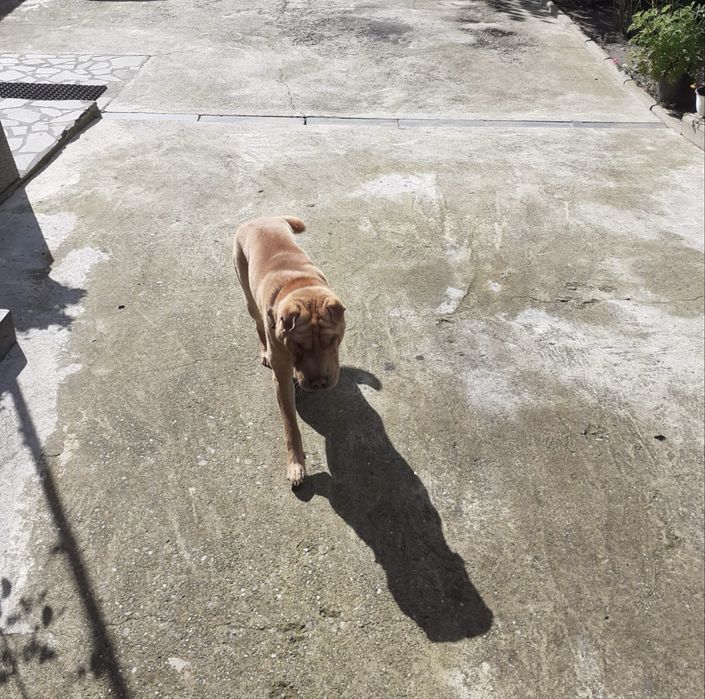 Donez Caine Shar Pei