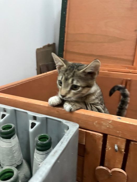 Pisicuțe jucăușe își doresc căsuța lor