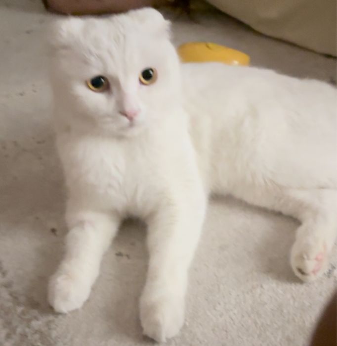Кот, 3 годика очень умный