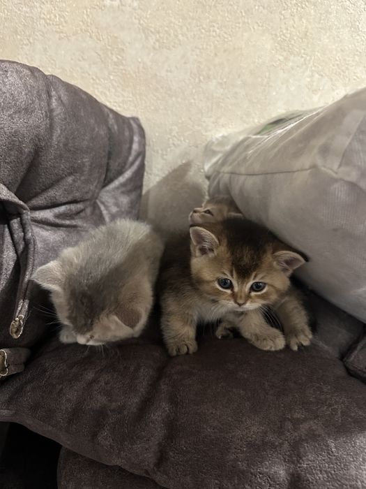 Кошка Мушук Zalatoy Mushuk bolalari 2 ta oʻgʻil 2 ta qiz