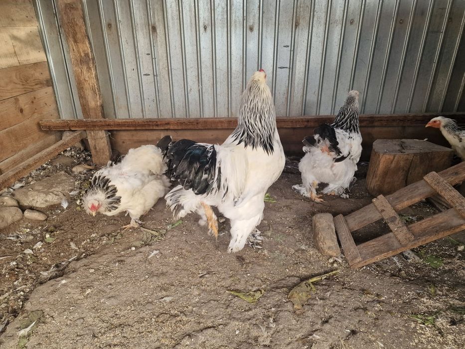 Gaini brahma de vânzare