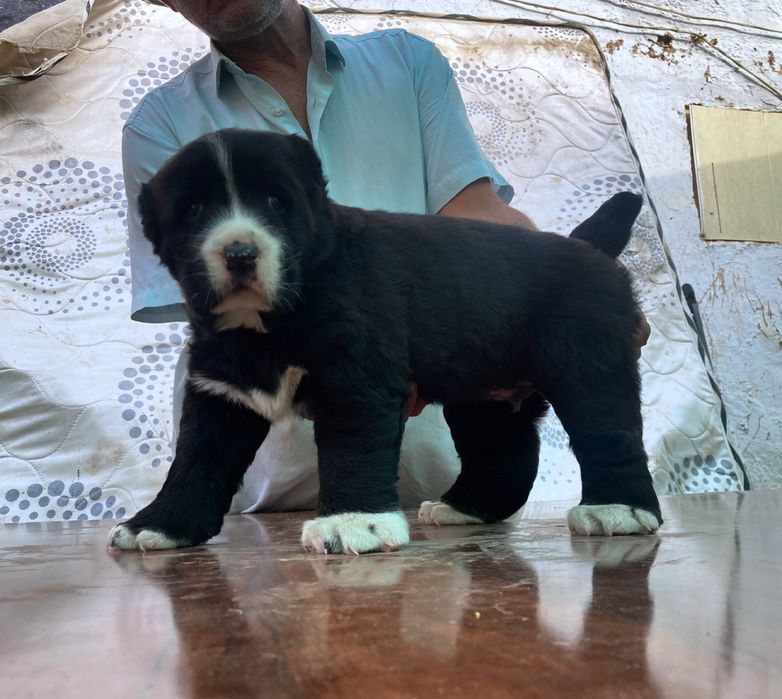 Щенок Туркменского Алабая ( Супер Гигант )