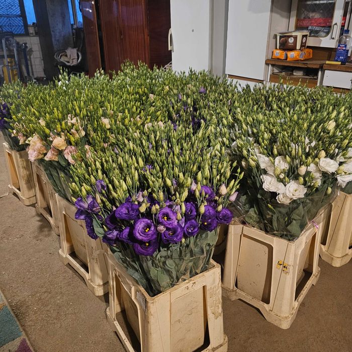 Lisianthus - flori en gross 5 culori