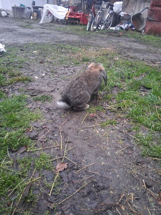 Iepure berbec german