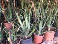 Aloe vera barbadensis Miller