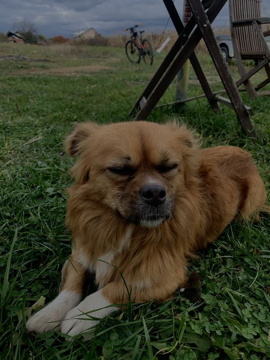 Donez catel pierdut sau abandonat.