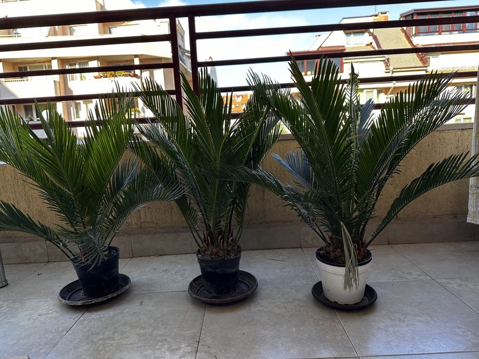 Палми Цикас за дома и градината