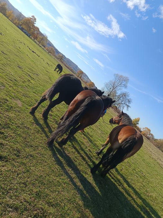 Vând iapa și mânji