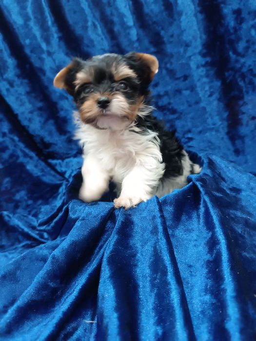 Щенки бивер йорка