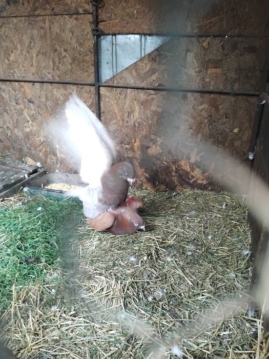 Vând porumbei standard american