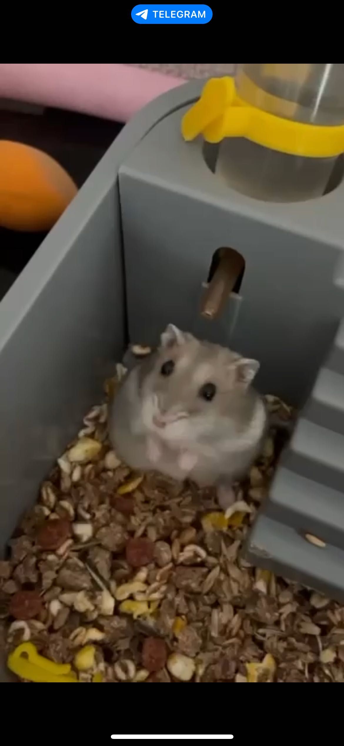 Хомячок с клеткой