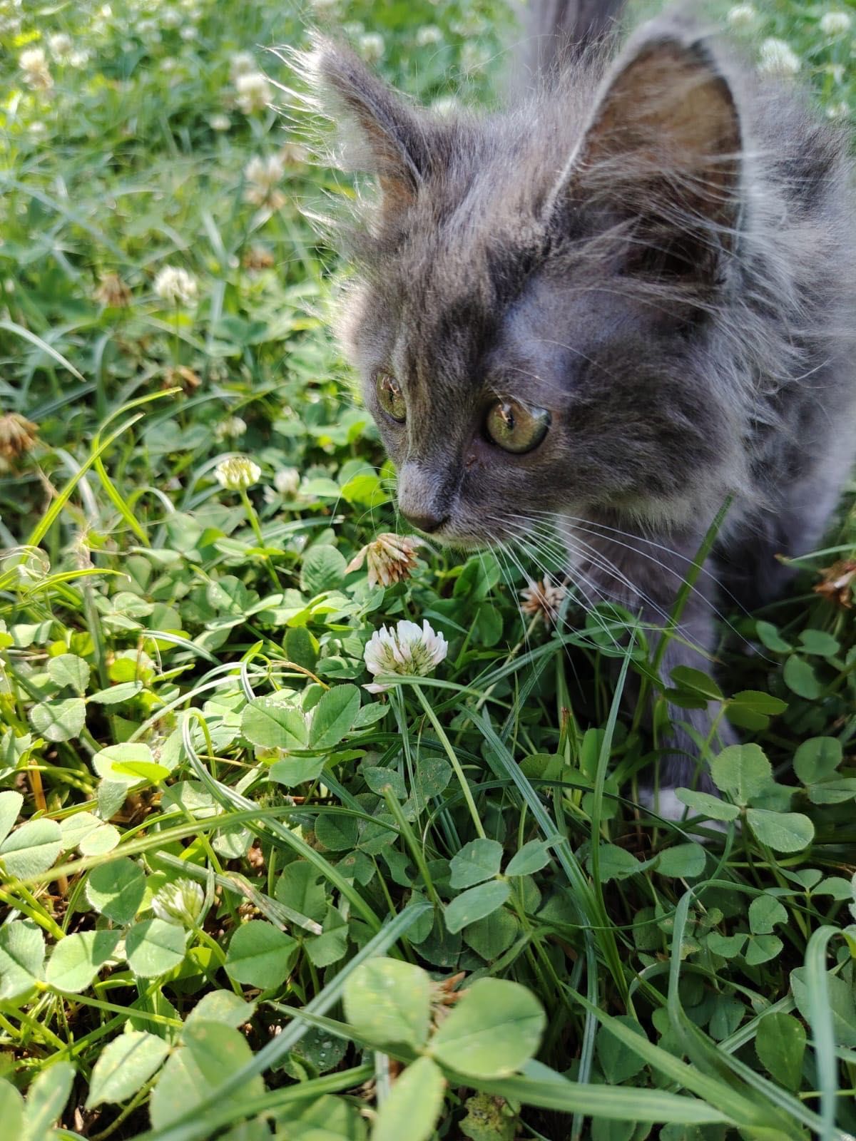 Котёнок (девочка) ищет дом!