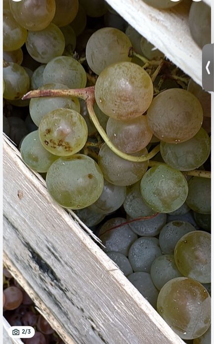 Vand struguri de masa