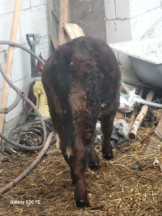 Tauras angus 4 luni bun de ținut frumos mâncăcios