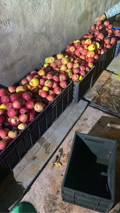 Яблоки отборные, домашние, разные сорта