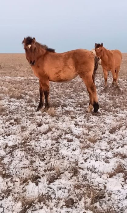 Жабагы Жабағы соғым семіз сойып үйіңізге жеткізіп береміз