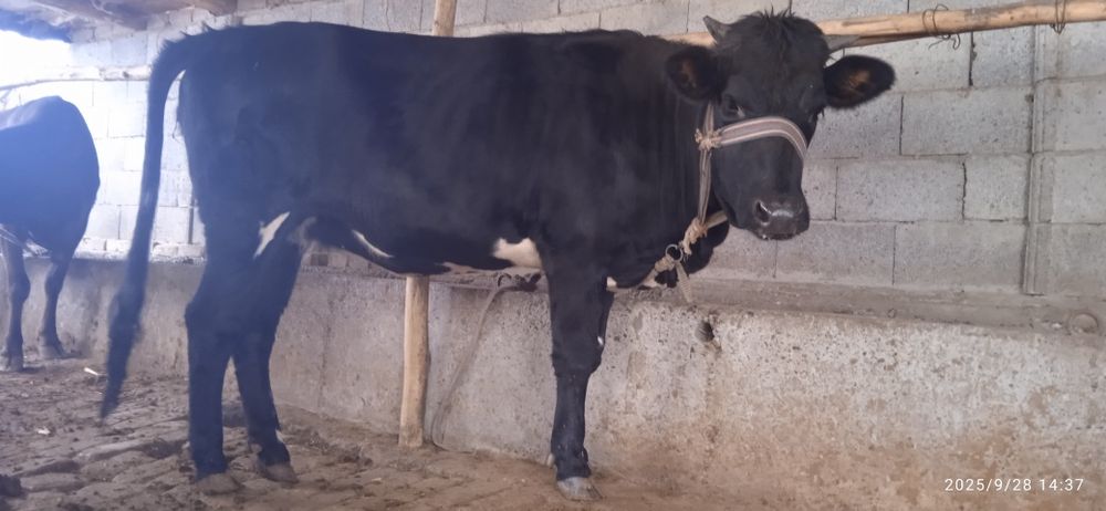 Mollar sotiladi 2ta 2yashardan oʻtgan