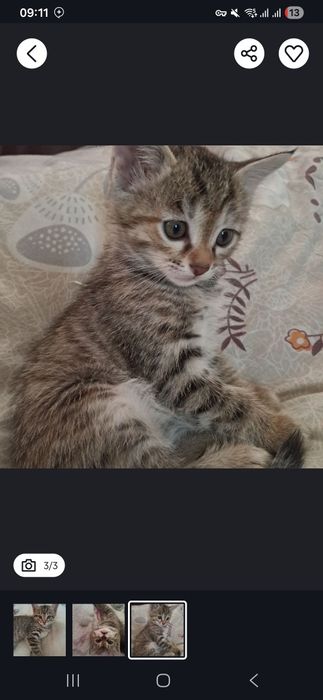 Котята бесплатно