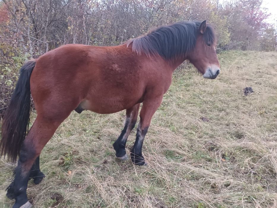 Mânz de 1 an și 6 luni
