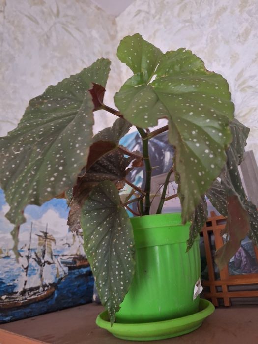 Цветя различни видове