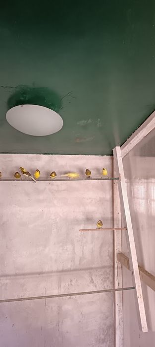 Canari razza spaniola