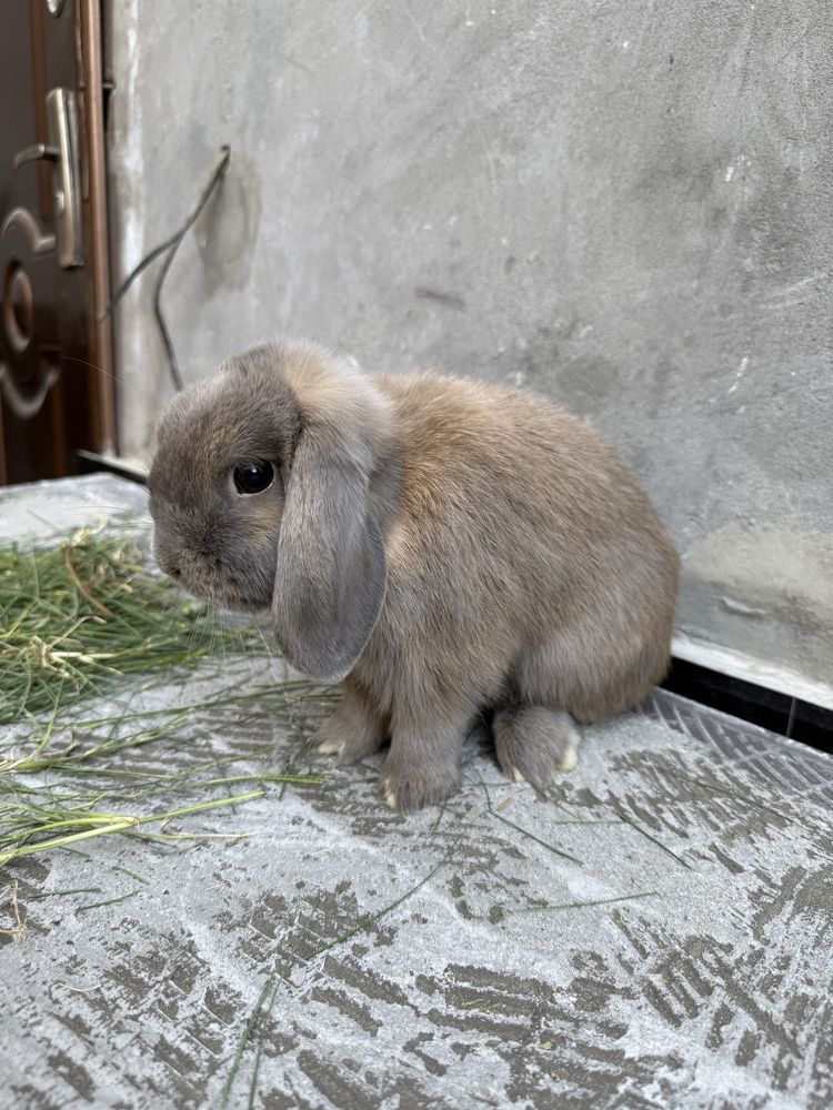 Zoti karlik baran poʻl minilop