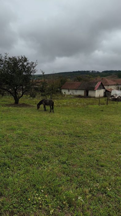 Vand cal la super preț.