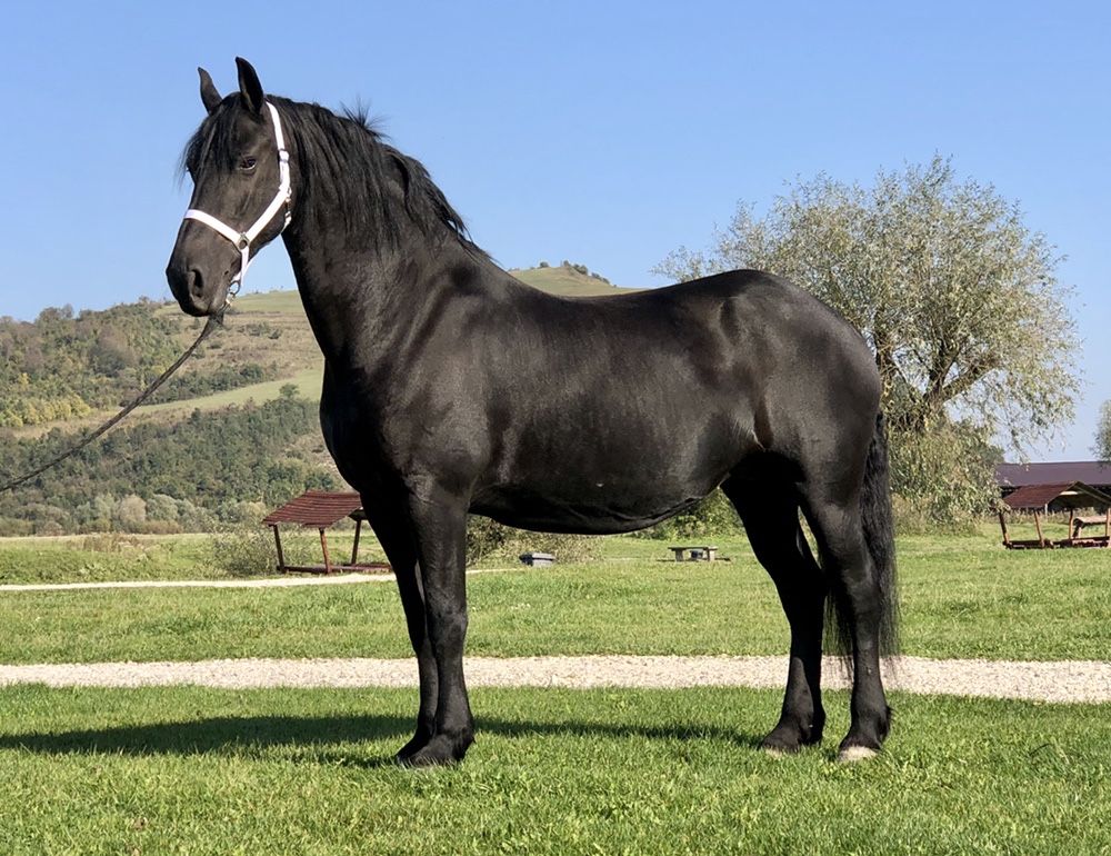 Friesian iapă frizian gestanta echitatie