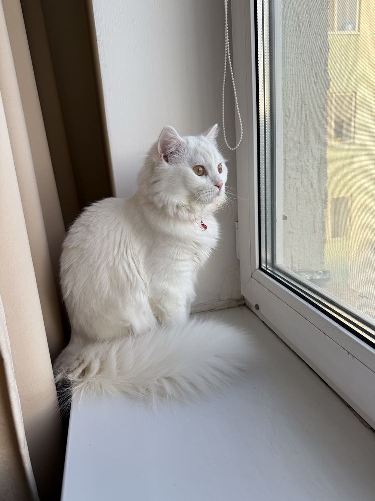 Кот ищет подругу для вязки