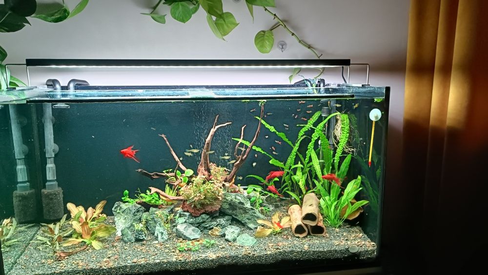 Pești acvariu (  guppy / xipho/ corydoras / ancistrus  )