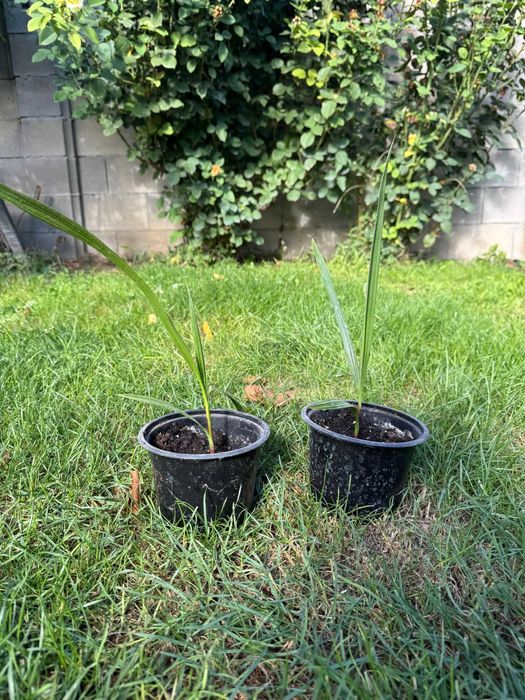 Палми Вашингтония ( Washingtonia ) - Цена 15.90лв