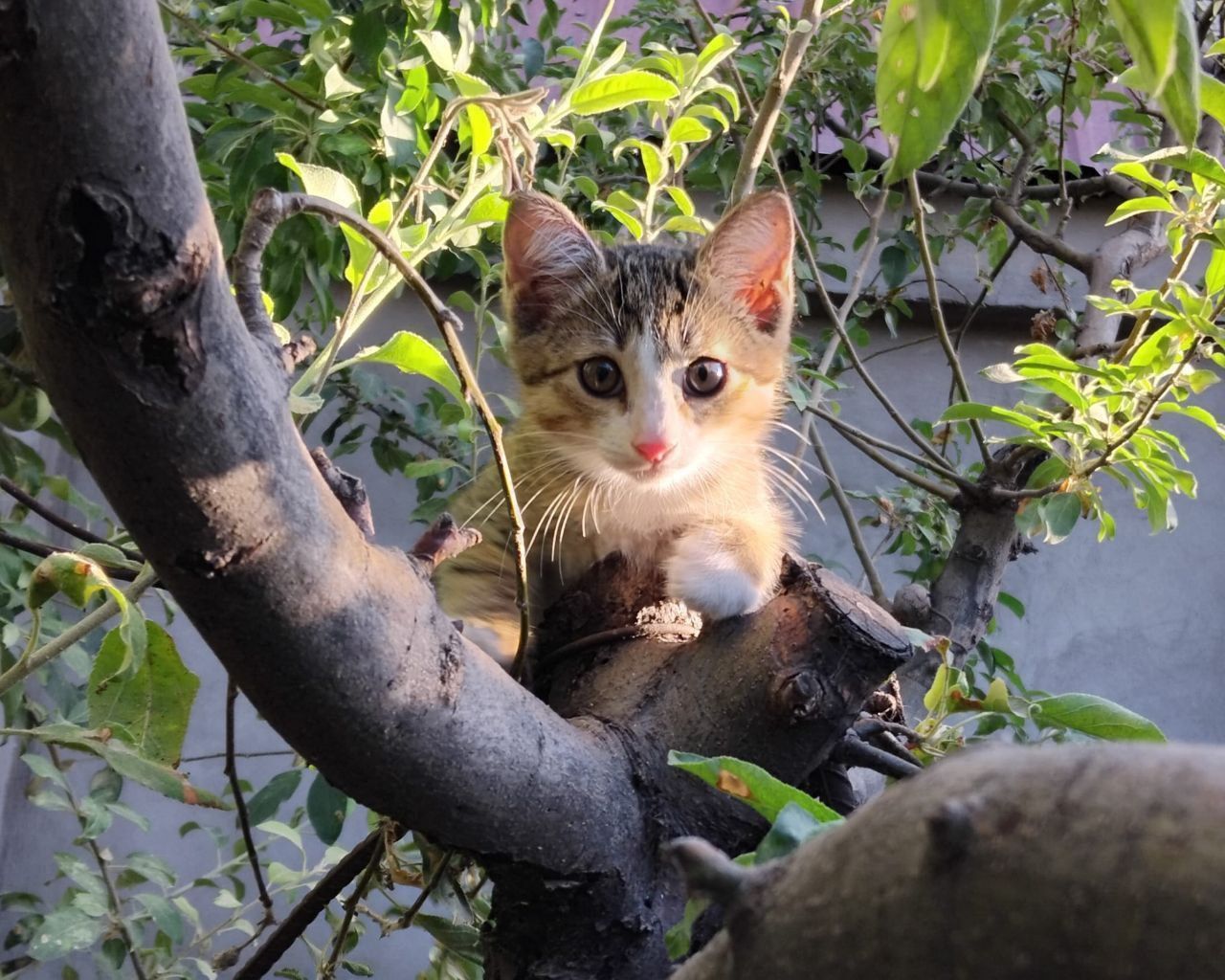 Котята даром в добрые руки
