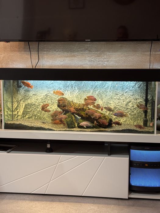 Аквариум оборудван с риби 160 литра