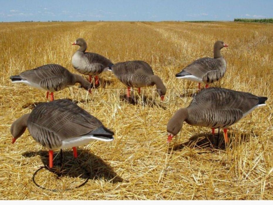 Atrape garlita/gasca Avery GHG corp intreg CU PUF set 6 buc