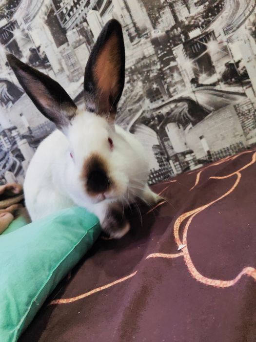 Продам кролика,порода декоративная Калифорния