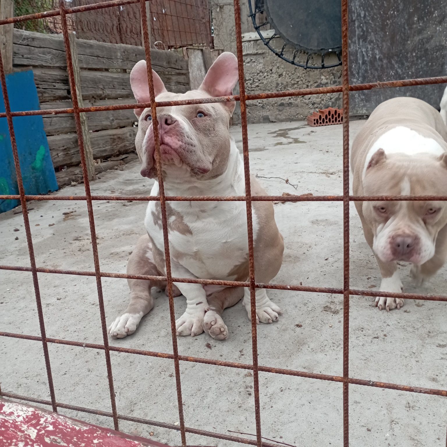 Mascul americanbully pocket