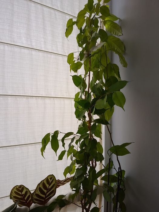 Пет броя цветя: 2  драцени, 2 бенджамина и антуриум