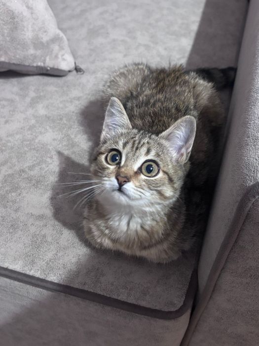Продам кота в добрые руки