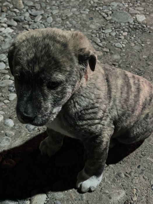 Щенок алабая в добрые руки