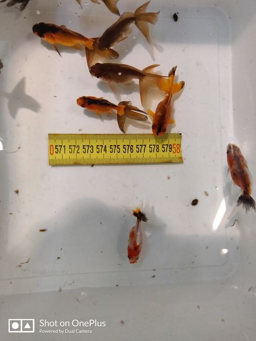 Carași acvariu oranda