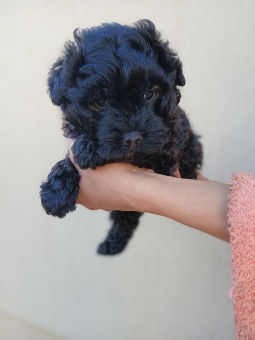 Donez catelusi de talie mica