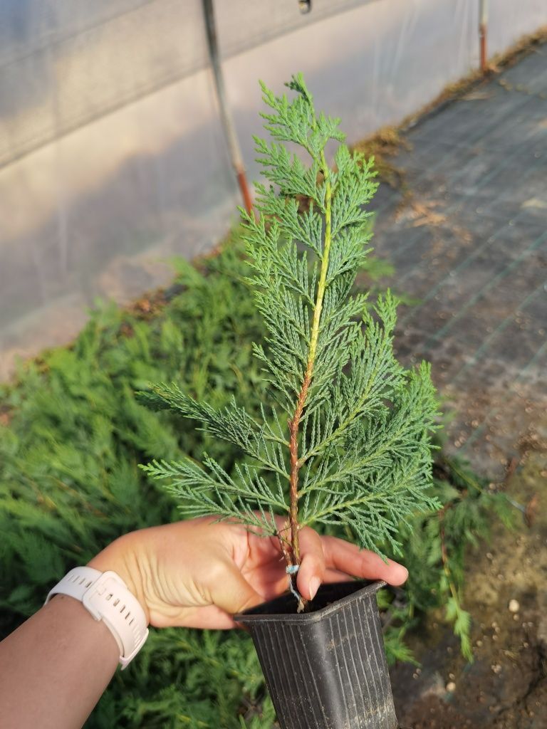 Leylandii verde pentru gard viu