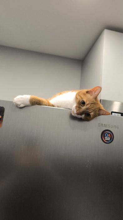 Женско коте търси дом