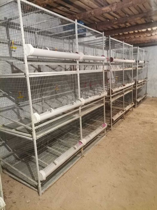Клетки для курочек