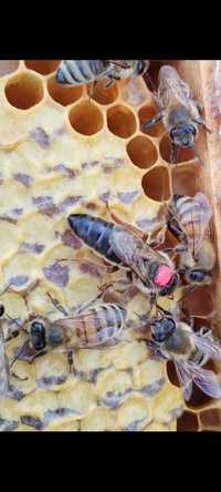 Matci imperecheate si roiuri de albine 2024
