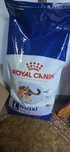 Royal Canin Maxi Adult