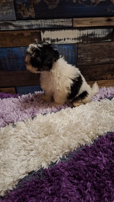 Бийвър йоркширски териер