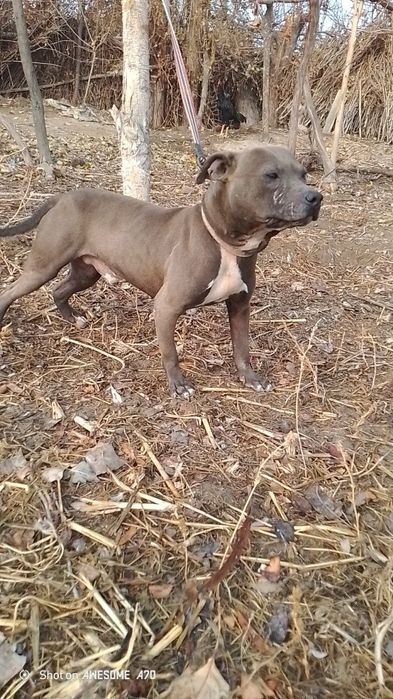 Pitbul erkak 11 oylik sog‘lom