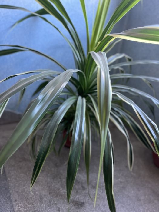 Dracena, planta naturala 1 metru
